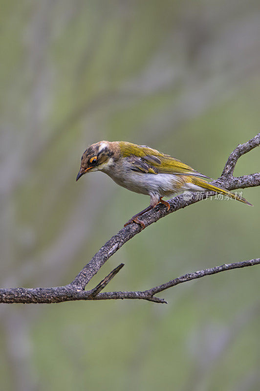 白颈蜜蛉(Melithreptus lunatus)